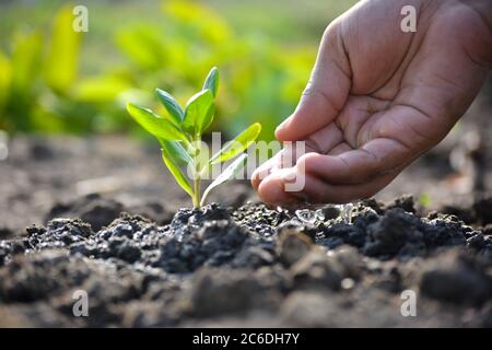 Bauer's Hand Gießen einer jungen Pflanze. Konzept des Erdtages Stockfoto