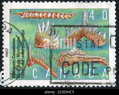 KANADA - UM 1991: Stempel gedruckt von Kanada, zeigt Mikrofossilien, um 1991 Stockfoto