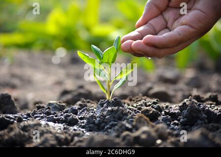 Bauer's Hand Gießen einer jungen Pflanze. Konzept des Erdtages Stockfoto