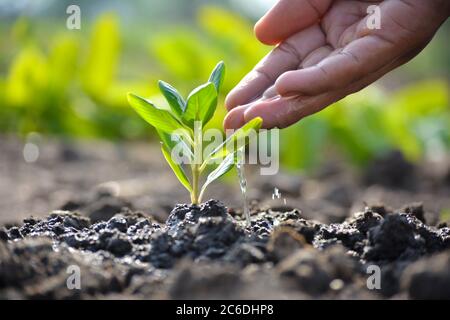 Bauer's Hand Gießen einer jungen Pflanze. Konzept des Erdtages Stockfoto