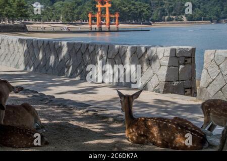 Hirte Im Schatten Auf Der Miyajima Island Japan 2016 Stockfoto