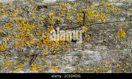 Hölzerne Wandtafel Hintergrund mit grünem Moos und gelben Flechten bedeckt. Stockfoto