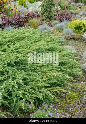 Sachalin-Kriech-Wacholder, Juniperus rigida Schlager, Sachalin-Kriechwacholder, Juniperus rigida Hit Stockfoto