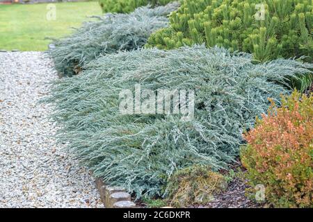 Blauer Teppich mit Teppich-Wacholder, blauer Juniperus squamata Teppich, blauer Teppich mit Wacholder, blauer Juniperus squamata Teppich Stockfoto