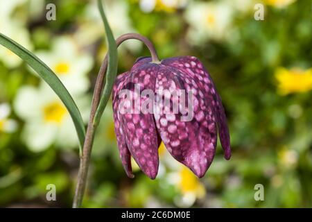 Fritillaria meleagris allgemein bekannt als Schlangenkopf Fritillary ist eine gemeinsame Frühlingsblühbirne Pflanze Stockfoto