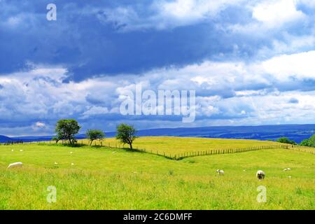 Schafe in einem Feld mit einem V-förmigen Zaun und großen Cumulus Nimbus Wolke Stockfoto