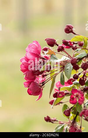 Zier-Apfel, Malus Indian Magic, Ornamental Apfel, Malus Indian Magic Stockfoto