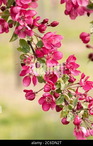 Zier-Apfel, Malus Indian Magic, Ornamental Apfel, Malus Indian Magic Stockfoto