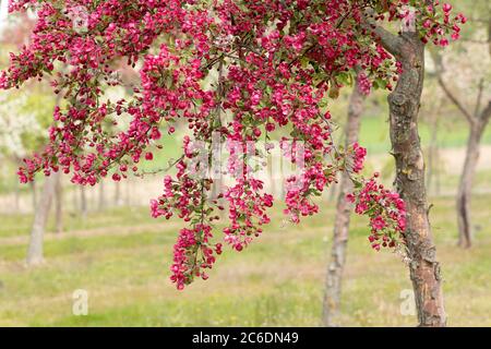 Zier-Apfel, Malus Indian Magic, Ornamental Apfel, Malus Indian Magic Stockfoto