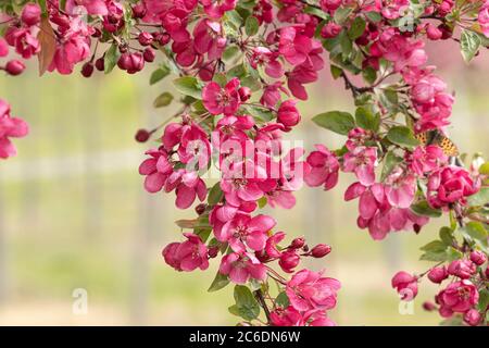 Zier-Apfel, Malus Indian Magic, Ornamental Apfel, Malus Indian Magic Stockfoto