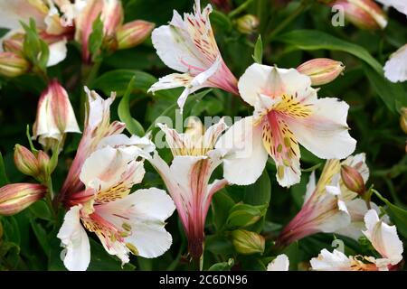 Alstroemeria Blushing Braut Blumen Peruanische Lilie der Inkas Stockfoto