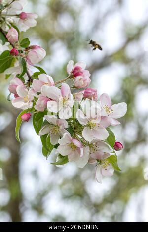 Zier-Apfel, Malus Professor Sprenger, Ornamental Apfel, Malus Professor Sprenger Stockfoto