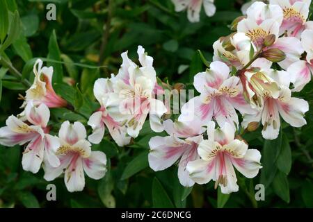 Alstroemeria Blushing Braut Blumen Peruanische Lilie der Inkas Stockfoto