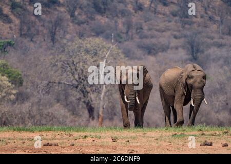 Zwei konkurrierende männliche afrikanische Bush-Elefanten (Loxodonta africana) in freier Wildbahn fotografiert Stockfoto