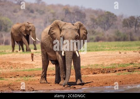 Zwei konkurrierende männliche afrikanische Bush-Elefanten (Loxodonta africana) in freier Wildbahn fotografiert Stockfoto