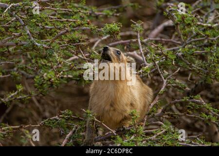 Rock Hyrax (Procavia capensis). Fotografiert in Israel Stockfoto