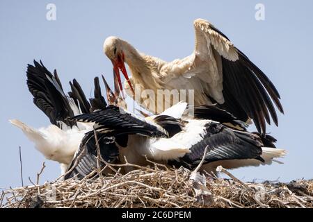 Nest eines Weißstorchs (Ciconia ciconia) Erwachsene füttern die Jungen, die im Juni in Israel fotografiert wurden Stockfoto