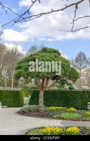 Schwarz-Kiefer, Pinus nigra Select, Schwarzkiefer, Pinus nigra Select Stockfoto