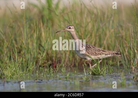 Little Curlew (Numenius minutus), Einzelvögel, Fütterung im Brachfeld, Long Valley, Hongkong. April 2020 Stockfoto