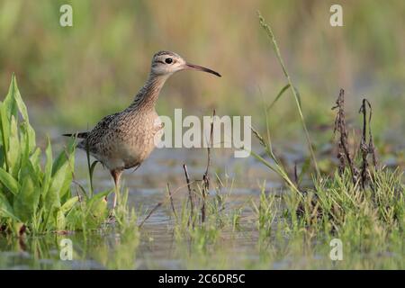 Little Curlew (Numenius minutus), Einzelvögel, Fütterung im Brachfeld, Long Valley, Hongkong. April 2020 Stockfoto