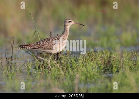 Little Curlew (Numenius minutus), Einzelvögel, Fütterung im Brachfeld, Long Valley, Hongkong. April 2020 Stockfoto