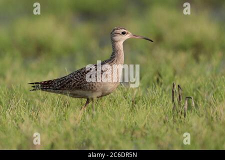 Little Curlew (Numenius minutus), Einzelvögel, Fütterung im Brachfeld, Long Valley, Hongkong. April 2020 Stockfoto