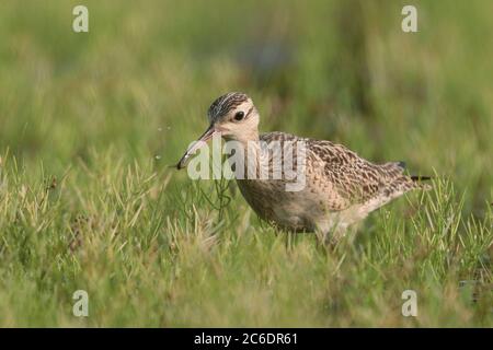 Little Curlew (Numenius minutus), ein einzelner Vogel, der sich von einer Blattläuse im Brachfeld ernährt, Long Valley, Hongkong, China. April 2020 Stockfoto