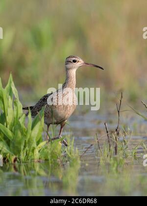 Little Curlew (Numenius minutus), Einzelvögel, Fütterung im Brachfeld, Long Valley, Hongkong. April 2020 Stockfoto