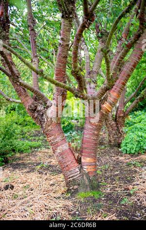 Mahagoni-Kirsche, Prunus serrula, Mahagoni Kirsche, Prunus serrula Stockfoto
