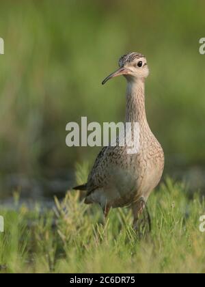 Little Curlew (Numenius minutus), Einzelvögel, Fütterung im Brachfeld, Long Valley, Hongkong. April 2020 Stockfoto