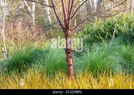 Mahagoni-Kirsche, Prunus serrula, Neuseeland-Iris, Libertia peregrinans, Mahagoni Kirsche, Prunus serrula, Neuseeland Iris, Libertia peregrinans Stockfoto