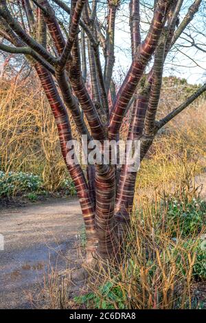 Mahagoni-Kirsche, Prunus serrula, Mahagoni Kirsche, Prunus serrula Stockfoto