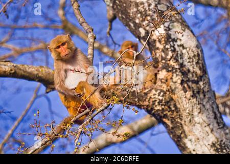 Rhesus Macaque, Macaca Mulatta, Royal Bardia National Park, Bardiya National Park, Nepal, Asien Stockfoto