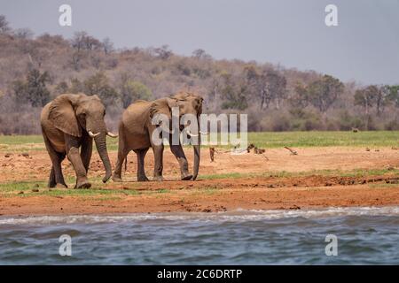 Zwei konkurrierende männliche afrikanische Bush-Elefanten (Loxodonta africana) in freier Wildbahn fotografiert Stockfoto