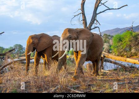 Zwei konkurrierende männliche afrikanische Bush-Elefanten (Loxodonta africana) in freier Wildbahn fotografiert Stockfoto