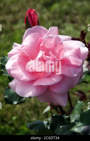Rosa Rose Rosa „Comtesse de Segur“ Hybrid Tee Rosa Rose Stockfoto