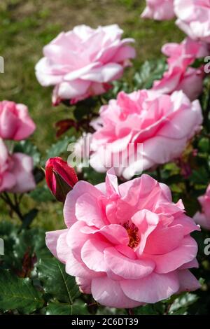 Rosa Rose Rosa „Comtesse de Segur“ Hybrid-Teerosen rosa Stockfoto