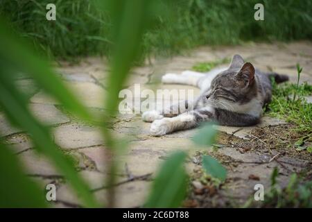 Schöne Asche calico Kitty Ruhe im Sommergarten in der Nähe von grünem Gras. Stockfoto