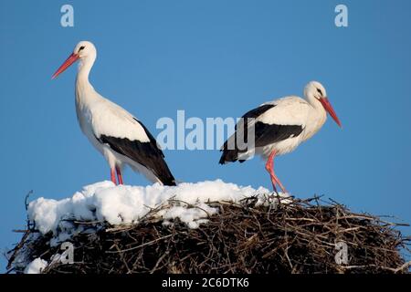 Weißer Storch im Nest, Ciconia ciconia, Guadarrama Nationalpark, Segovia, Kastilien und Leon, Spanien, Europa Stockfoto