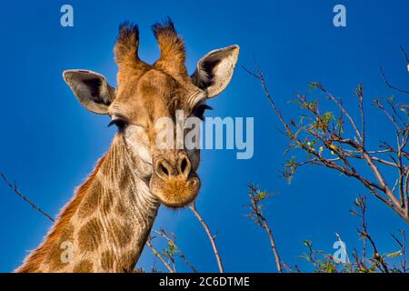 Giraffe, Giraffa camelopardis, Krüger Nationalpark, Südafrika, Afrika Stockfoto