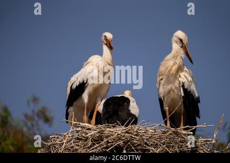 Nest eines Weißstorchs (Ciconia ciconia) Erwachsene füttern die Jungen, die im Juni in Israel fotografiert wurden Stockfoto