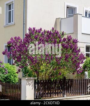 Edel-Flieder, Syringa vulgaris Andenken an Ludwig Spaeth, kostbare Flieder, Syringa vulgaris Erinnerung an Ludwig Spaeth Stockfoto