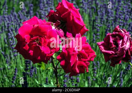 Rote Rose, Rosen Blumen in blauen Lavendelgarten Stockfoto