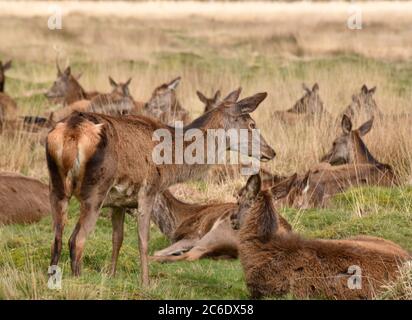 Wildhirsche grasen in den Wiesen Stockfoto
