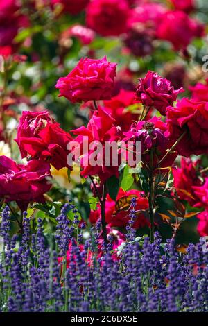 Rote Blumenbeet von Rosen im Garten, Lavendel Grenze Stockfoto