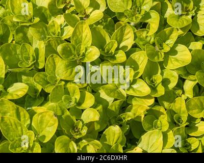 Majoran-Anlage Stockfoto