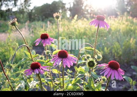 Violette Blutenblume Echinacea Purpurea Evening Glow Monarda Stockfotografie Alamy