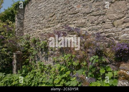 Cootamundra Wattle oder Golden Mimosa (Acacia baileyana 'Purpurea') wächst an einer Steinmauer in einem Country Cottage Garden in Rural Devon, England, Großbritannien Stockfoto