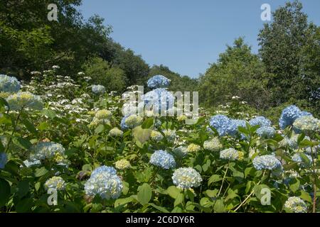 Sommer blühender Blau Spitze Kappe Hydrangea Strauch (Hydrangea serrata 'Bluebird') wächst in einem Waldgarten in Rural Devon, England, Großbritannien Stockfoto
