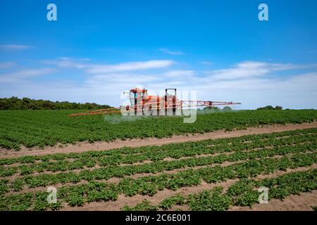 Pestizide auf Kartoffelpflanzen aufgetragen Stockfoto